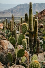 Cactus on stone desert