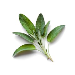 Closeup of single fresh sage leaves isolated on white background