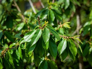 Closeup of shiny green leaves of laurel, Prunus laurocerasus rotundifolia, in sunlight