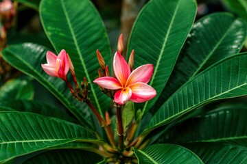 Leaf of flowering plant Sacuanjoche or Plumeria Rubra. Background, texture