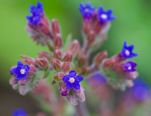 Beautiful close-up of anchusa officinalis