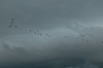 A flock of birds cuts across the moody sky, flying in harmony through the heavy clouds — a quiet reminder of direction, unity, and resilience in nature’s vast stillness.