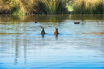 Sparks Road Wetlands 2025