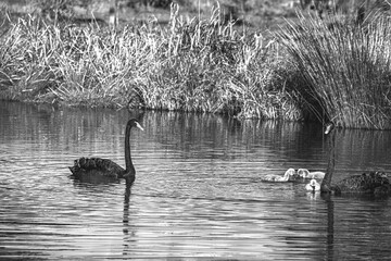 Sparks Road Wetlands 2025