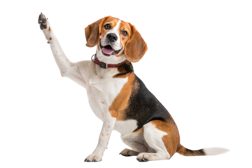 Happy beagle dog giving paw isolated on transparent background