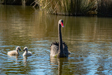 Sparks Road Wetlands 2025