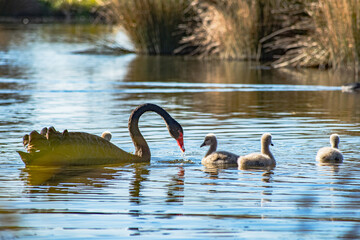 Sparks Road Wetlands 2025