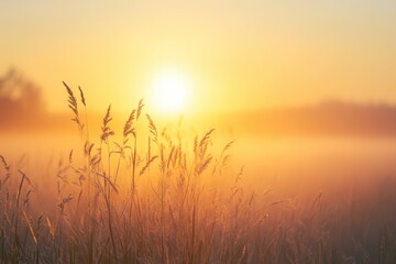 Golden Sunrise Through Foggy Meadow