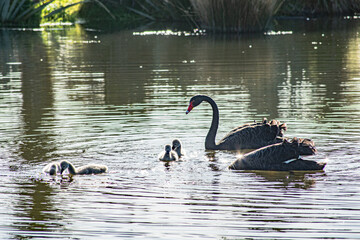 Sparks Road Wetlands 2025