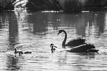 Sparks Road Wetlands 2025