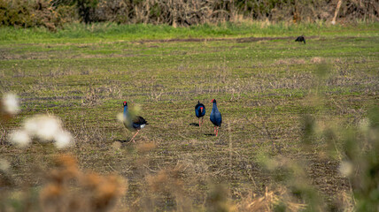 Sparks Road Wetlands 2025