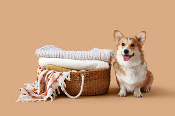 Cute Corgi dog and basket with plaids on beige background