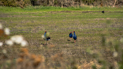 Sparks Road Wetlands 2025
