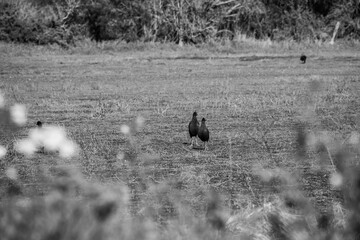 Sparks Road Wetlands 2025