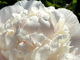 White peony flower beautiful petals.