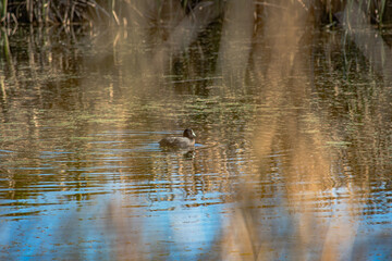 Sparks Road Wetlands 2025