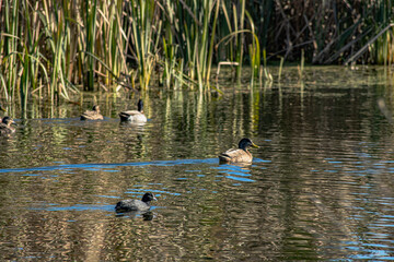 Sparks Road Wetlands 2025