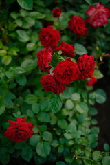 Beautiful red roses in botanic garden. Nature, summer background