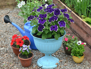 Still life with beautiful flowers of petunia and pansy in pots in garden greenhouse. Spring and...