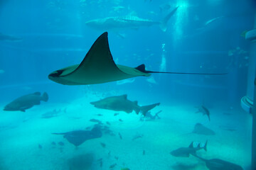Flapnose ray (Rhinoptera javanica) under water