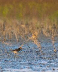 Wood sandpiper walking in the swamp of Saintes Maries de la Mer, Camargue, France