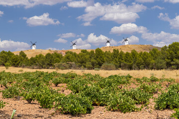 Windmills rising above green vineyards in Alcazar de San Juan, Spain