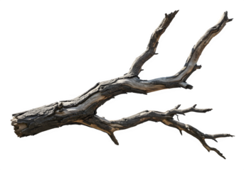 Dried Spooky Dead Tree Branch, Isolated on White or Transparent Background