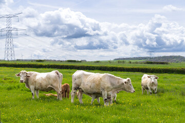 Charolais cattle grazing in green meadow in Bourgogne Franche Comte, France