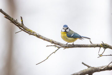Eurasian blue tit perched on a bare branch in winter