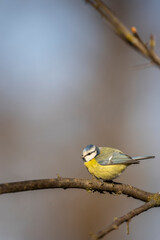 Fototapeta premium Eurasian blue tit perched on a branch in winter