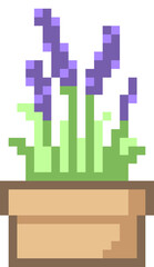 Pixel Lavender in pot