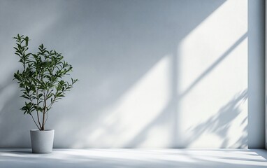 Potted plant by white wall, sunlight creates pattern. Minimalist, tranquil, and airy room atmosphere