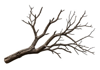 Obraz premium Dried Spooky Dead Tree Branch, Isolated on White or Transparent Background