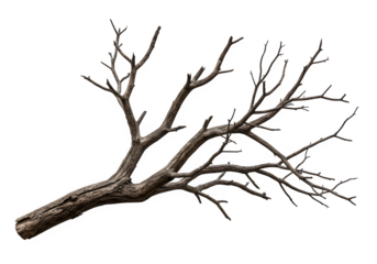 Dried Spooky Dead Tree Branch, Isolated on White or Transparent Background