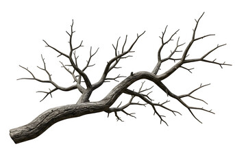 Dried Spooky Dead Tree Branch, Isolated on White or Transparent Background