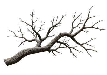 Dried Spooky Dead Tree Branch, Isolated on White or Transparent Background