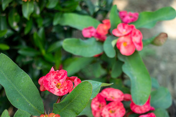 The Crown of Thorns Euphorbia milii is a spiny, drough tolerant shrub
