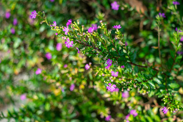 Tiny purple flowers, Cuphea hyssopifolia False Heather, Mexican Heather