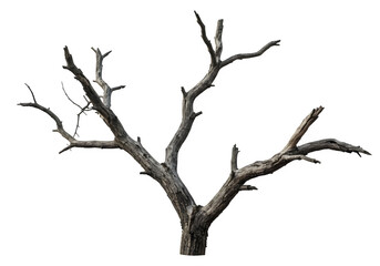 Dried Spooky Dead Tree Branch, Isolated on White or Transparent Background