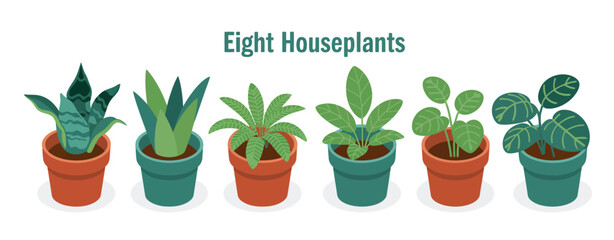 Collection of Eight Popular Houseplants in Pots