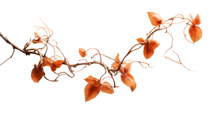 Delicate Brown Twig with Autumn Leaves