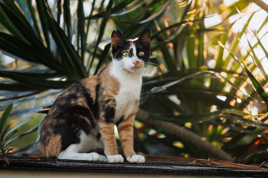 Calico cat sitting among greenery
