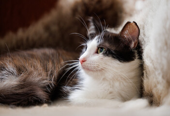 Tuxedo black and white cat lying down on fake fur