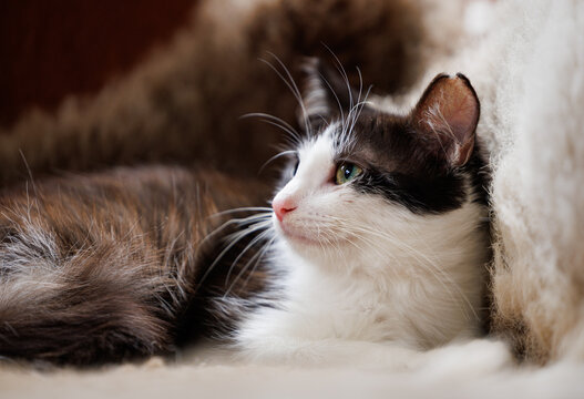 Tuxedo black and white cat lying down on fake fur