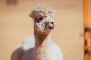 八ヶ岳のスキー場のアルパカ