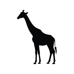 Fototapeta premium Black Silhouette of a Giraffe Standing on White Background Simple Animal Shape Graphic Design Element