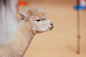 八ヶ岳のスキー場のアルパカ