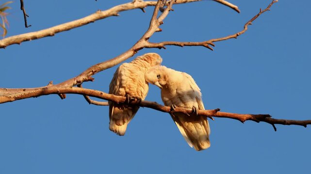 A pair of little corellas (Cacatua sanguinea) perched on a branch against a clear blue sky, South Australia