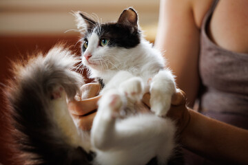 Fluffy long haired kitten sitting in woman's lap