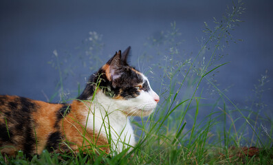 Calico cat sitting in long grass looking very relaxed